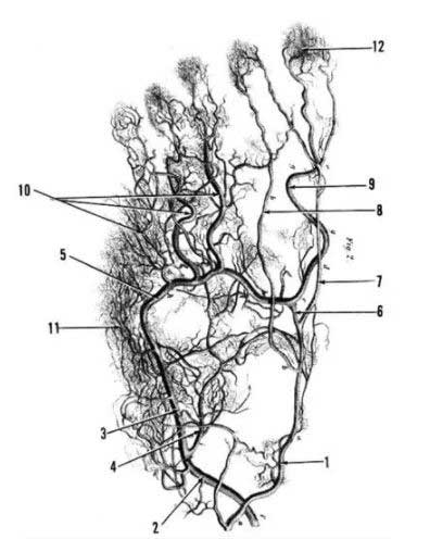 La enfermedad de Müller-Weiss (EMW) es una patología compleja del pie de origen desconocido, que se manifiesta por dolor en el pie, en la que el escafoides, un hueso que forma parte del pie, se encuentra deformado.