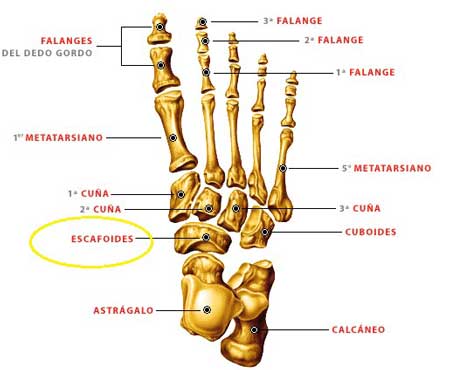 anatomía del pie y hueso escafoides tarsiano