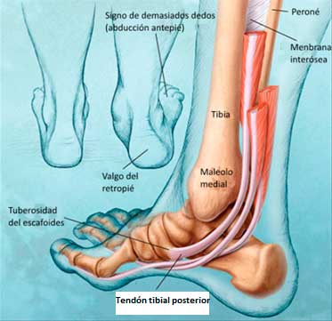 anatomía del tobillo y del tendón tibial posterior