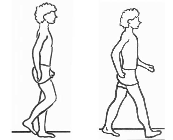 función del tendón tibial posterior del tobillo andando 