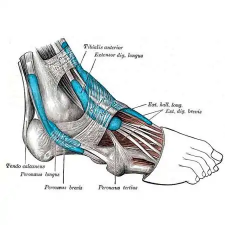 estructura del pie y localización de los tendones peroneos