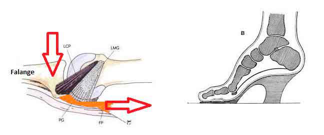estructura del pie y localización del plato glenoideo