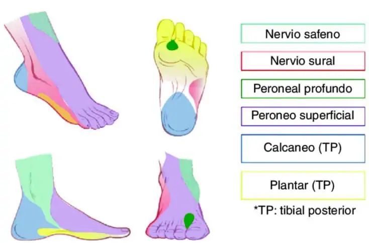 neuropatías-periféricas-de-pie-y-tobillo. Nervios del pie y tobillo