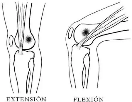 flexión y extensión de la rodilla