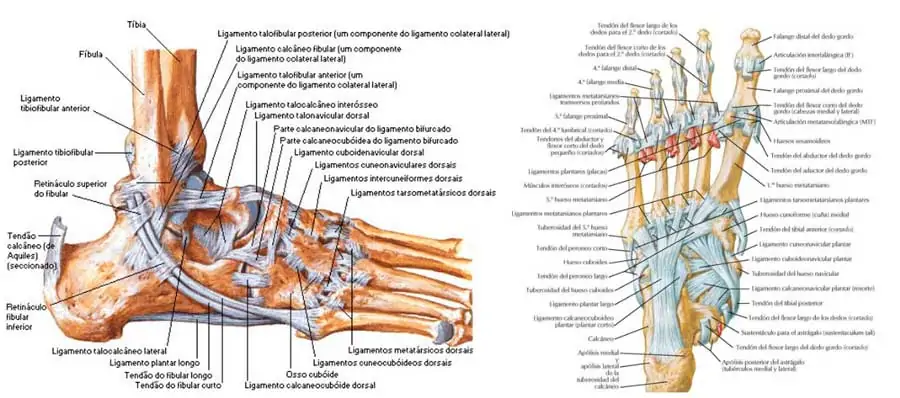 M sculos Anatomia Del Tobillo 1080x1920 M sculos Anatomia Del Tobillo 1080x1920
