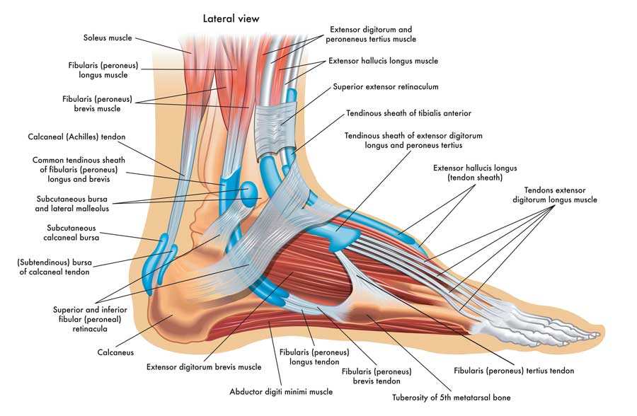 anatomía del pie y tobillo. Huesos, músculos y ligamentos